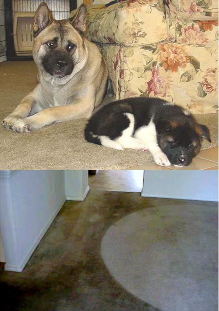 Odor-damage